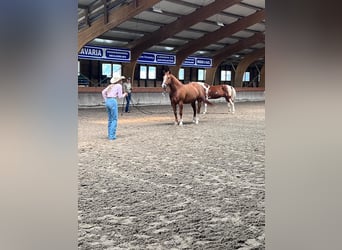 Sonstige Rassen, Wallach, 13 Jahre, 160 cm, Fuchs
