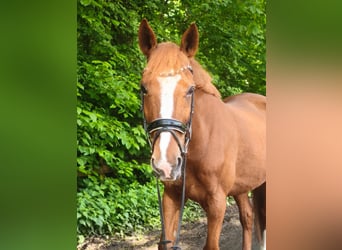 Sonstige Rassen, Wallach, 13 Jahre, 168 cm, Fuchs