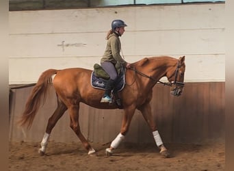Sonstige Rassen, Wallach, 13 Jahre, 168 cm, Fuchs
