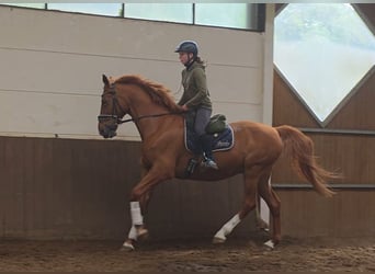 Sonstige Rassen, Wallach, 13 Jahre, 168 cm, Fuchs