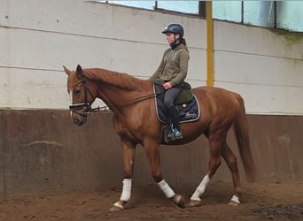 Sonstige Rassen, Wallach, 13 Jahre, 168 cm, Fuchs