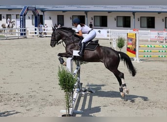 Sonstige Rassen Mix, Wallach, 13 Jahre, 170 cm, Rappe