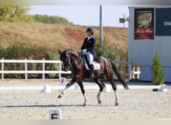 Sonstige Rassen Mix, Wallach, 13 Jahre, 170 cm, Rappe