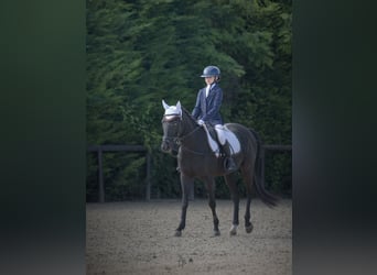 Sonstige Rassen, Wallach, 13 Jahre, Brauner