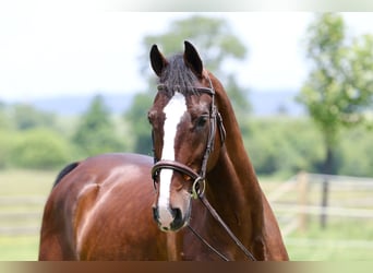 Sonstige Rassen, Wallach, 13 Jahre, Rotbrauner