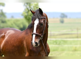 Sonstige Rassen, Wallach, 13 Jahre, Rotbrauner