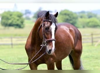 Sonstige Rassen, Wallach, 13 Jahre, Rotbrauner