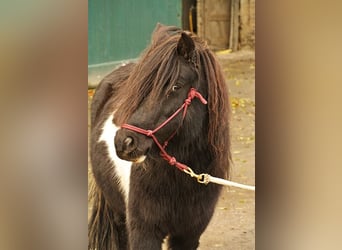 Sonstige Rassen Mix, Wallach, 14 Jahre, 115 cm, Schecke