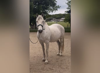 Sonstige Rassen Mix, Wallach, 14 Jahre, 155 cm