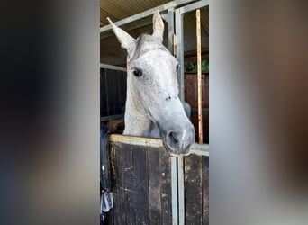 Sonstige Rassen, Wallach, 14 Jahre, 163 cm, Schimmel