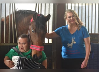 Sonstige Rassen, Wallach, 14 Jahre, 170 cm, Dunkelbrauner