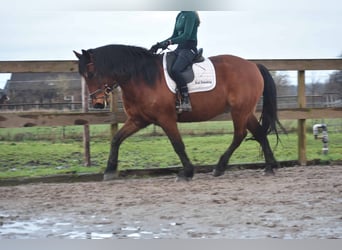 Sonstige Rassen, Wallach, 14 Jahre, 170 cm, Dunkelbrauner