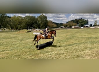 Sonstige Rassen, Wallach, 14 Jahre, Rotbrauner