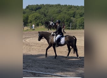 Sonstige Rassen Mix, Wallach, 15 Jahre, 130 cm, Buckskin