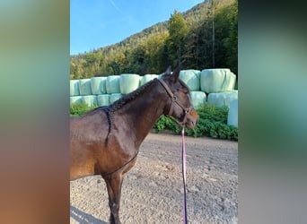 Sonstige Rassen Mix, Wallach, 15 Jahre, 140 cm, Brauner