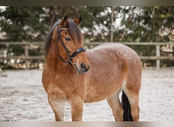 Sonstige Rassen Mix, Wallach, 15 Jahre, 150 cm, Roan-Bay