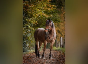Sonstige Rassen Mix, Wallach, 15 Jahre, 150 cm, Roan-Bay