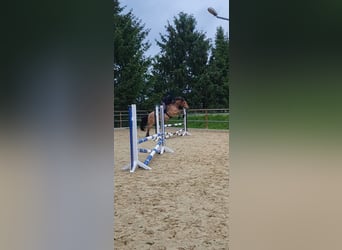 Sonstige Rassen Mix, Wallach, 15 Jahre, 150 cm, Roan-Bay