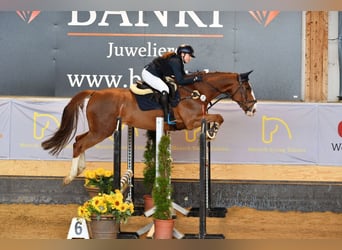 Sonstige Rassen, Wallach, 15 Jahre, 170 cm