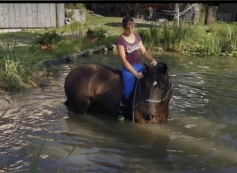 Sonstige Rassen, Wallach, 15 Jahre, 172 cm, Dunkelbrauner