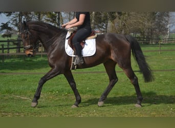 Sonstige Rassen, Wallach, 15 Jahre, 175 cm, Brauner