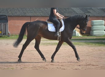 Sonstige Rassen, Wallach, 15 Jahre, 175 cm, Brauner