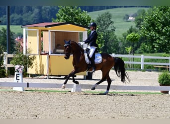Sonstige Rassen, Wallach, 15 Jahre