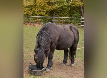 Sonstige Rassen, Wallach, 16 Jahre, 110 cm, Rappe