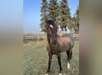 Sonstige Rassen, Wallach, 16 Jahre, 154 cm, Brauner