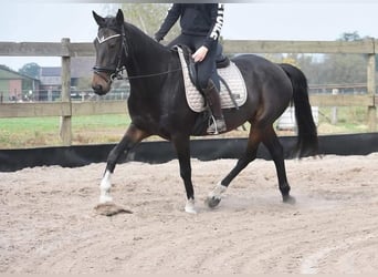 Sonstige Rassen, Wallach, 16 Jahre, 156 cm, Dunkelbrauner