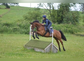 Sonstige Rassen, Wallach, 16 Jahre, 157 cm, Rotbrauner