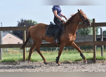 Sonstige Rassen, Wallach, 16 Jahre, 160 cm, Fliegenschimmel