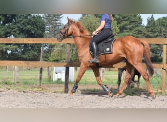 Sonstige Rassen, Wallach, 16 Jahre, 160 cm, Fliegenschimmel