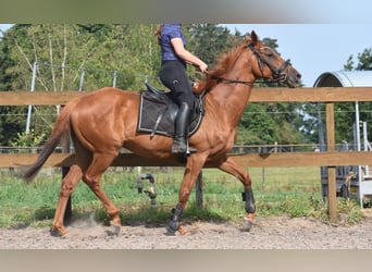 Sonstige Rassen, Wallach, 16 Jahre, 160 cm, Fliegenschimmel