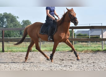 Sonstige Rassen, Wallach, 16 Jahre, 160 cm, Fliegenschimmel