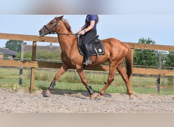 Sonstige Rassen, Wallach, 16 Jahre, 160 cm, Fliegenschimmel