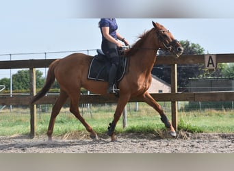 Sonstige Rassen, Wallach, 16 Jahre, 160 cm, Fliegenschimmel