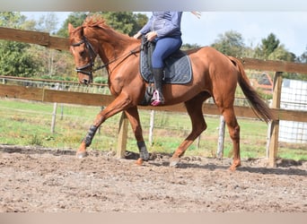 Sonstige Rassen, Wallach, 16 Jahre, 160 cm, Fuchs