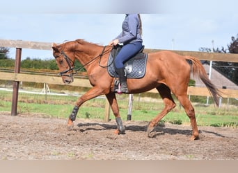 Sonstige Rassen, Wallach, 16 Jahre, 160 cm, Fuchs
