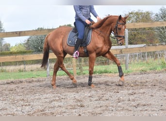 Sonstige Rassen, Wallach, 16 Jahre, 160 cm, Fuchs