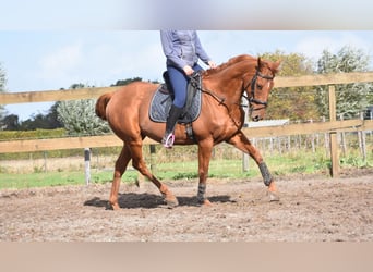 Sonstige Rassen, Wallach, 16 Jahre, 160 cm, Fuchs