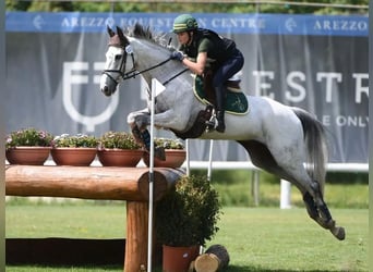 Sonstige Rassen, Wallach, 16 Jahre, 160 cm, Schimmel