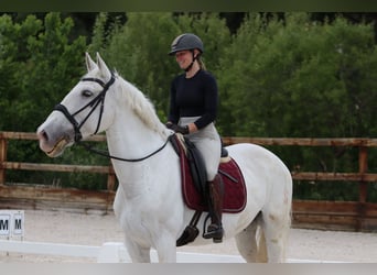 Sonstige Rassen Mix, Wallach, 16 Jahre, 167 cm, Schimmel