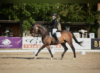 Sonstige Rassen, Wallach, 16 Jahre, 170 cm, Dunkelbrauner