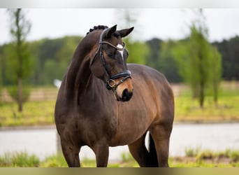 Sonstige Rassen, Wallach, 16 Jahre, 171 cm, Dunkelbrauner