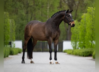 Sonstige Rassen, Wallach, 16 Jahre, 171 cm, Dunkelbrauner