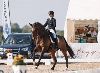 Sonstige Rassen, Wallach, 16 Jahre, 171 cm, Dunkelbrauner