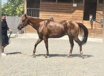 Sonstige Rassen, Wallach, 16 Jahre, Cremello