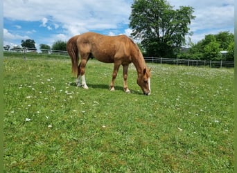 Sonstige Rassen Mix, Wallach, 17 Jahre, 150 cm, Fuchs