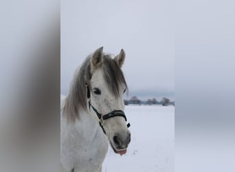Sonstige Rassen Mix, Wallach, 17 Jahre, 151 cm